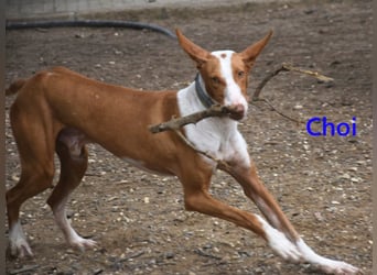 Choi geb. 10/2023 (ESP) - verspielter, ausgeglichener und sozialer Podenco Ibicenco!