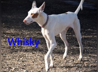 Whisky geb. 08/2023 (ESP) - wundervoller, sozialer und menschenbezogener Podenco Ibicenco!