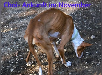 Choi geb. 10/2023 (ESP) - verspielter, ausgeglichener und sozialer Podenco Ibicenco!