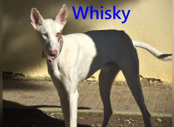 Whisky geb. 08/2023 (ESP) - wundervoller, sozialer und menschenbezogener Podenco Ibicenco!
