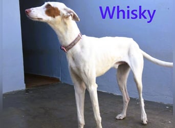 Whisky geb. 08/2023 (ESP) - wundervoller, sozialer und menschenbezogener Podenco Ibicenco!