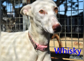 Whisky geb. 08/2023 (ESP) - wundervoller, sozialer und menschenbezogener Podenco Ibicenco!