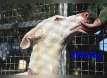 Whisky geb. 08/2023 (ESP) - wundervoller, sozialer und menschenbezogener Podenco Ibicenco!