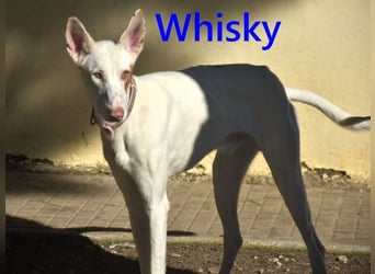 Whisky geb. 08/2023 (ESP) - wundervoller, sozialer und menschenbezogener Podenco Ibicenco!