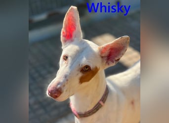 Whisky geb. 08/2023 (ESP) - wundervoller, sozialer und menschenbezogener Podenco Ibicenco!