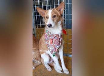 ❤️MARCO❤️   ❗Bereits auf Pflegestelle in Deutschland❗