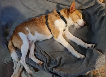 ❤️MARCO❤️   ❗Bereits auf Pflegestelle in Deutschland❗