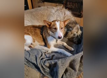 ❤️MARCO❤️   ❗Bereits auf Pflegestelle in Deutschland❗