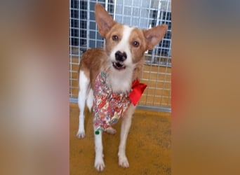 ❤️MARCO❤️   ❗Bereits auf Pflegestelle in Deutschland❗