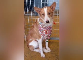 ❤️MARCO❤️   ❗Bereits auf Pflegestelle in Deutschland❗