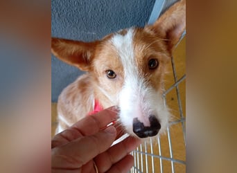 ❤️MARCO❤️   ❗Bereits auf Pflegestelle in Deutschland❗