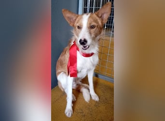 ❤️MARCO❤️   ❗Bereits auf Pflegestelle in Deutschland❗