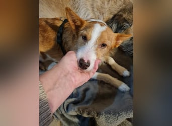 ❤️MARCO❤️   ❗Bereits auf Pflegestelle in Deutschland❗