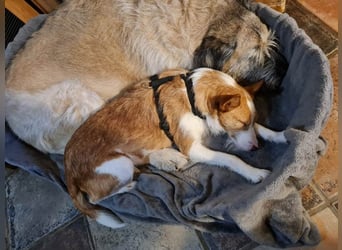 ❤️MARCO❤️   ❗Bereits auf Pflegestelle in Deutschland❗