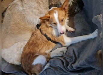 ❤️MARCO❤️   ❗Bereits auf Pflegestelle in Deutschland❗