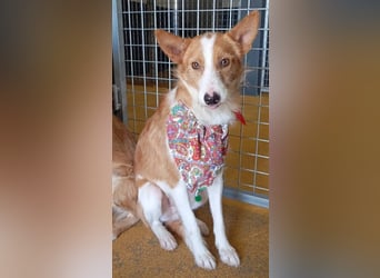 ❤️MARCO❤️   ❗Bereits auf Pflegestelle in Deutschland❗