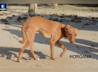 ❤️ MORGANA ❤️