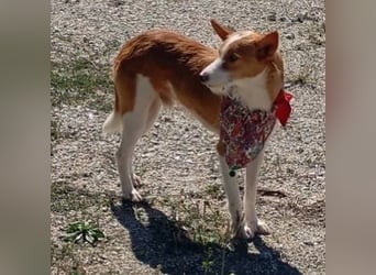 ❤️MARCO❤️   ❗Bereits auf Pflegestelle in Deutschland❗