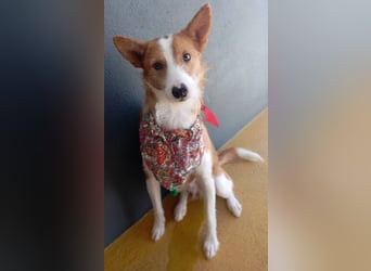 ❤️MARCO❤️   ❗Bereits auf Pflegestelle in Deutschland❗