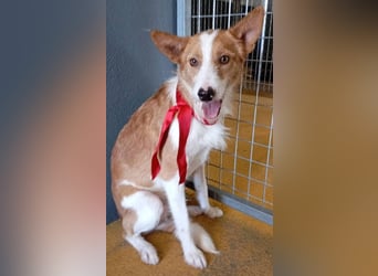 ❤️MARCO❤️   ❗Bereits auf Pflegestelle in Deutschland❗