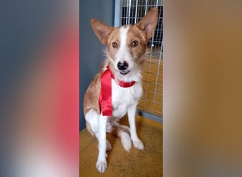 ❤️MARCO❤️   ❗Bereits auf Pflegestelle in Deutschland❗