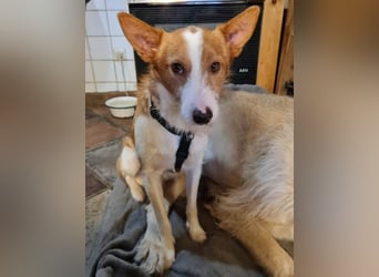 ❤️MARCO❤️   ❗Bereits auf Pflegestelle in Deutschland❗