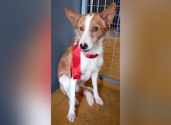 ❤️MARCO❤️   ❗Bereits auf Pflegestelle in Deutschland❗