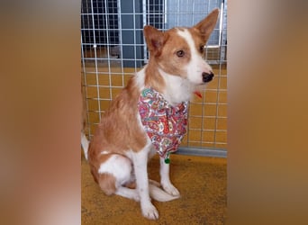 ❤️MARCO❤️   ❗Bereits auf Pflegestelle in Deutschland❗