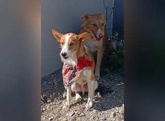 ❤️MARCO❤️   ❗Bereits auf Pflegestelle in Deutschland❗