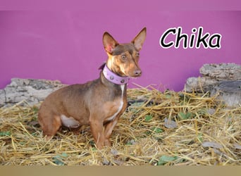 Könnte Chika vielleicht deinem Zuhause Wärme und Liebe schenken?