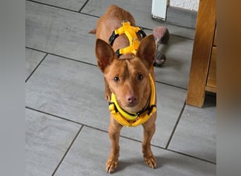 Wendy2 geb. 06/2024 (in Deutschland) - soziale und verspielte, sehr hübsche Podenca Andaluz!