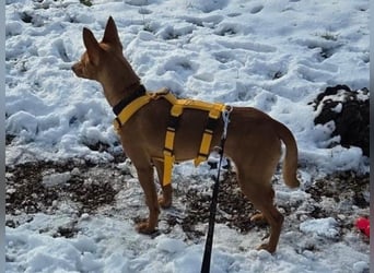 Wendy2 geb. 06/2024 (in Deutschland) - soziale und verspielte, sehr hübsche Podenca Andaluz!