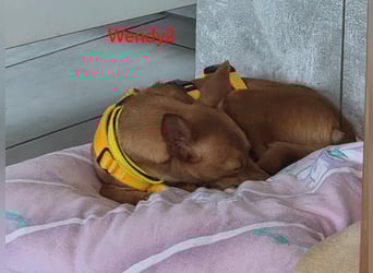 Wendy2 geb. 06/2024 (in Deutschland) - soziale und verspielte, sehr hübsche Podenca Andaluz!