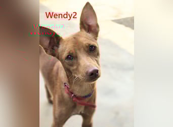 Wendy2 geb. 06/2024 (in Deutschland) - soziale und verspielte, sehr hübsche Podenca Andaluz!