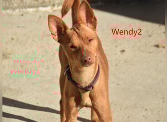 Wendy2 geb. 06/2024 (in Deutschland) - soziale und verspielte, sehr hübsche Podenca Andaluz!