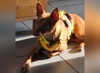 Wendy2 geb. 06/2024 (in Deutschland) - soziale und verspielte, sehr hübsche Podenca Andaluz!