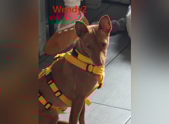 Wendy2 geb. 06/2024 (in Deutschland) - soziale und verspielte, sehr hübsche Podenca Andaluz!