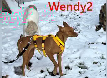Wendy2 geb. 06/2024 (in Deutschland) - soziale und verspielte, sehr hübsche Podenca Andaluz!