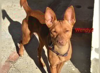 Wendy2 geb. 06/2024 (in Deutschland) - soziale und verspielte, sehr hübsche Podenca Andaluz!