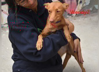 Wendy2 geb. 06/2024 (in Deutschland) - soziale und verspielte, sehr hübsche Podenca Andaluz!