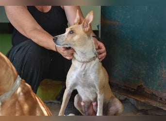 Molly, Schmusebacke sucht Zuhause