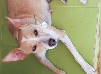 Molly, Schmusebacke sucht Zuhause