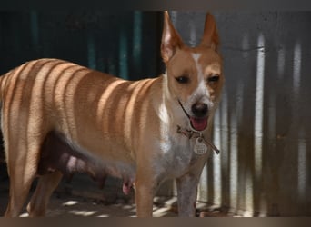 Molly, Schmusebacke sucht Zuhause