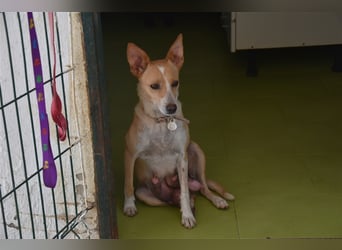Molly, Schmusebacke sucht Zuhause