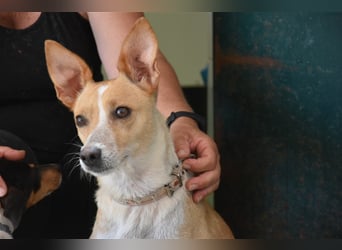 Molly, Schmusebacke sucht Zuhause