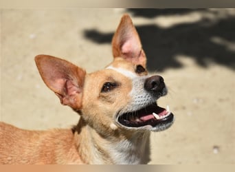 Molly, Schmusebacke sucht Zuhause