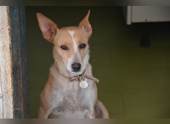 Molly, Schmusebacke sucht Zuhause