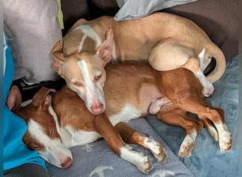 Notfell Penny - braucht dringend ein neues Zuhause