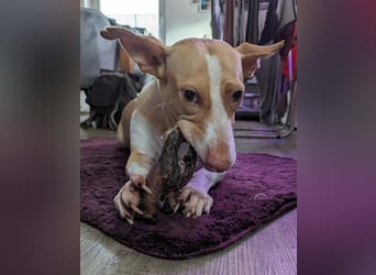 Notfell Penny - braucht dringend ein neues Zuhause