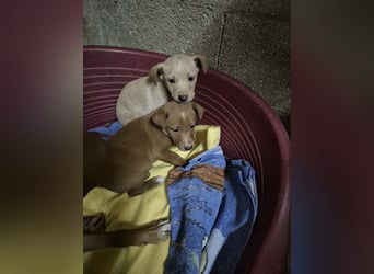Freya - zarte Podenca-Seele sucht ihr sicheres Für-immer-Zuhause
